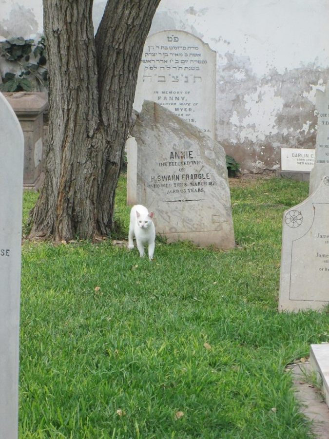 Gato de cementerio